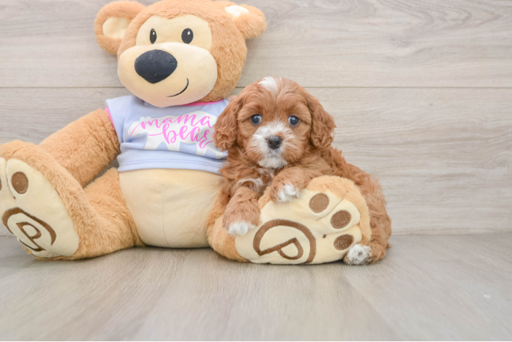 Fluffy Cavapoo Poodle Mix Pup