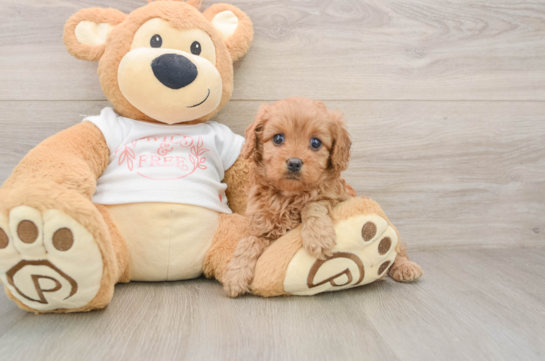 NELLIE, a Cavapoo littermate