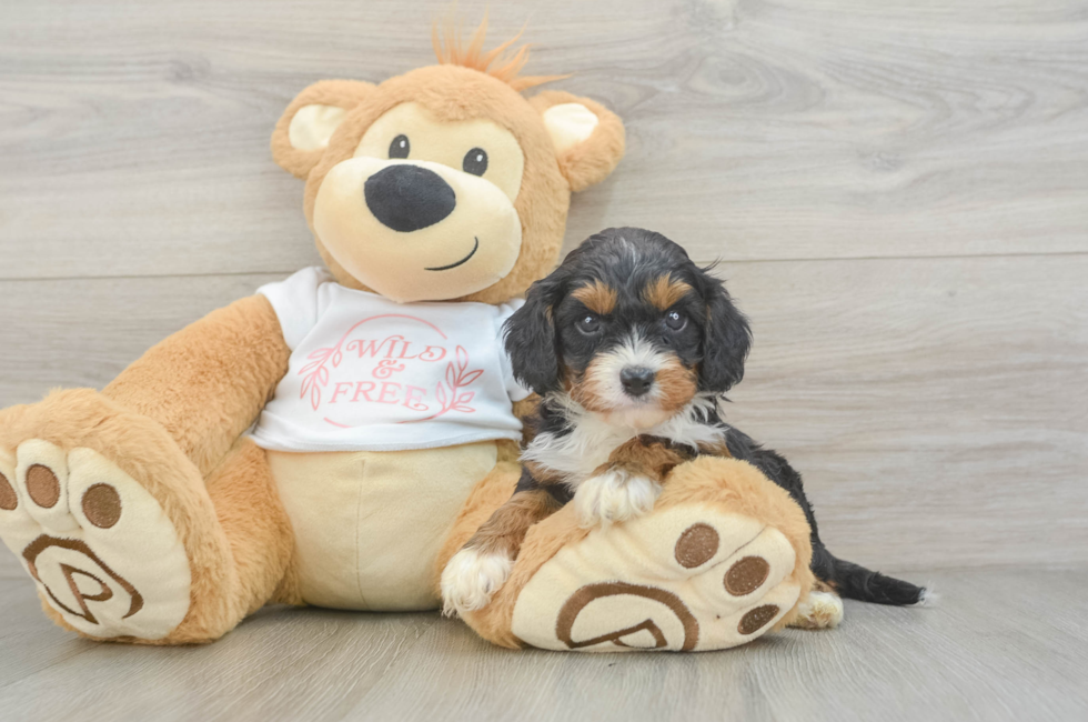5 week old Cavapoo Puppy For Sale - Fairfield Furbabies