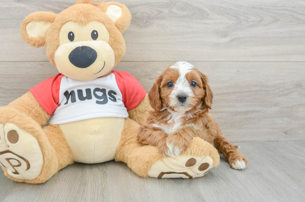 7 week old Cavapoo Puppy For Sale - Fairfield Furbabies