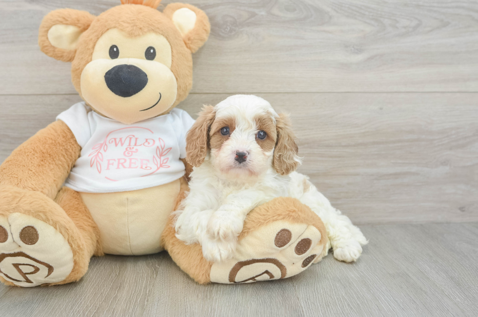 5 week old Cavapoo Puppy For Sale - Fairfield Furbabies