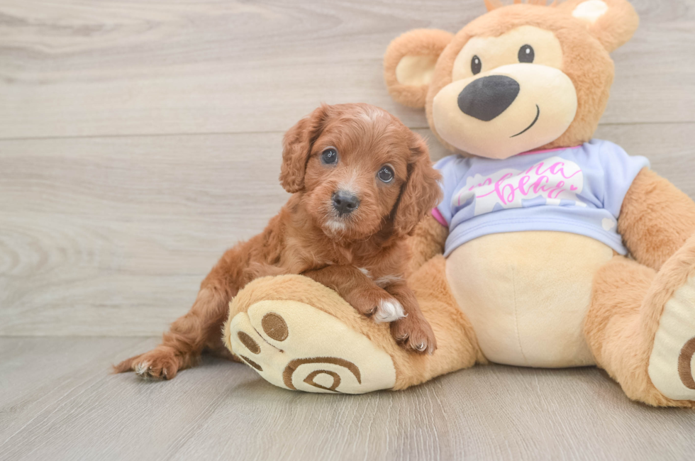 6 week old Cavapoo Puppy For Sale - Fairfield Furbabies
