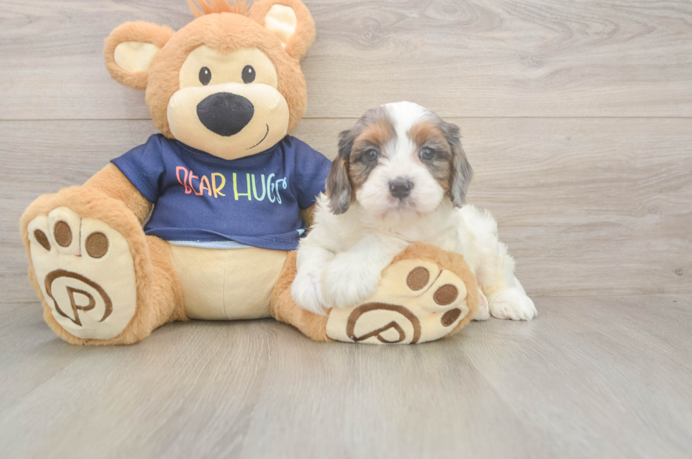 7 week old Cavapoo Puppy For Sale - Fairfield Furbabies