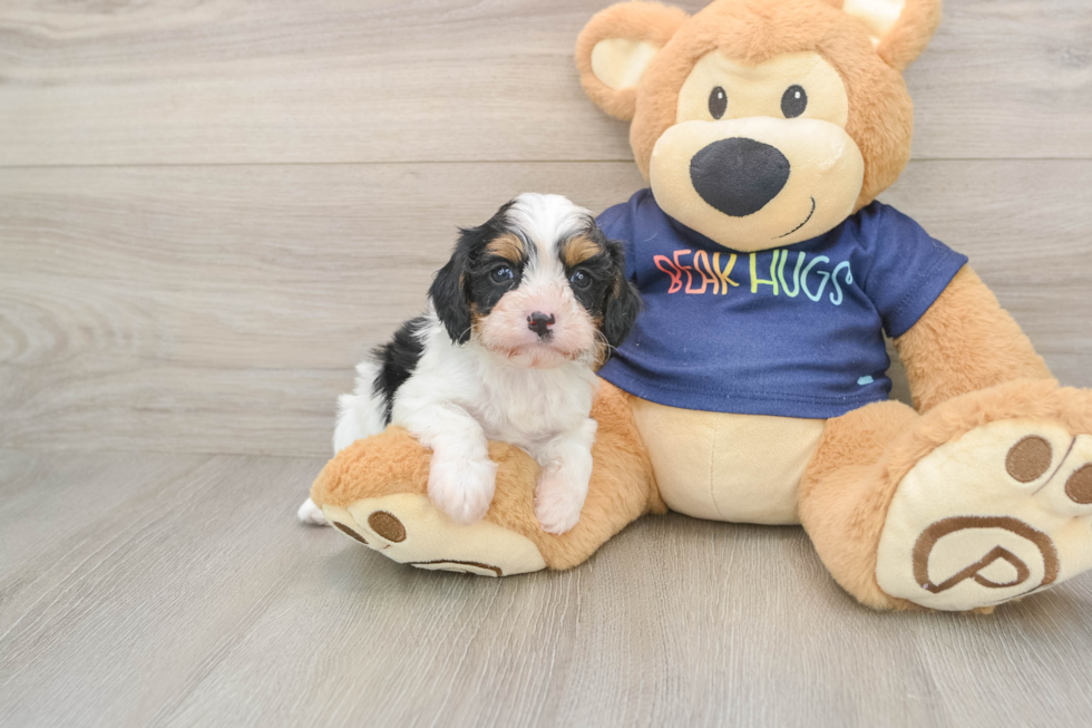 Cavapoo Puppy for Adoption