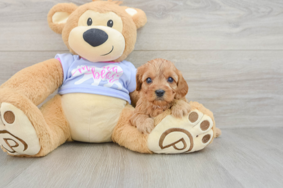 6 week old Cavapoo Puppy For Sale - Fairfield Furbabies