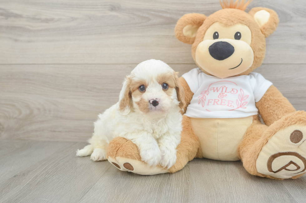 5 week old Cavapoo Puppy For Sale - Fairfield Furbabies
