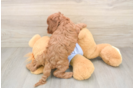 Cavapoo Pup Being Cute