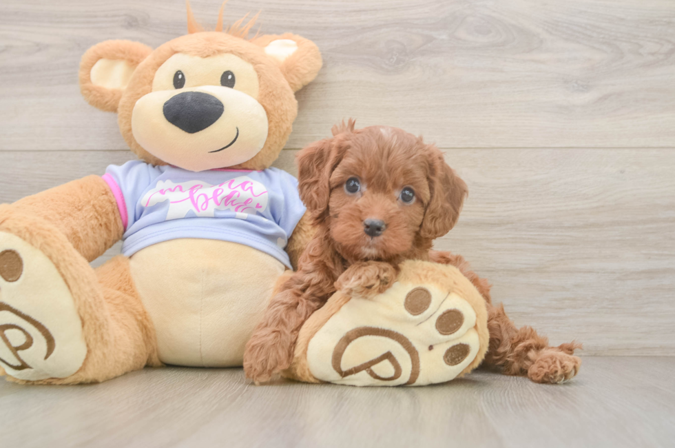 6 week old Cavapoo Puppy For Sale - Fairfield Furbabies