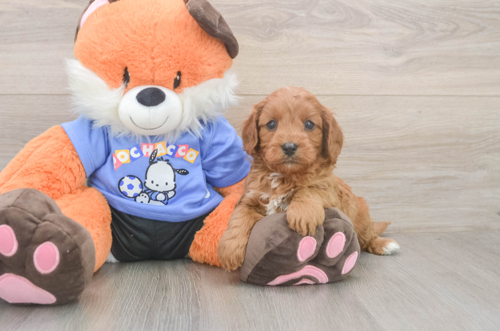 5 week old Cavapoo Puppy For Sale - Fairfield Furbabies