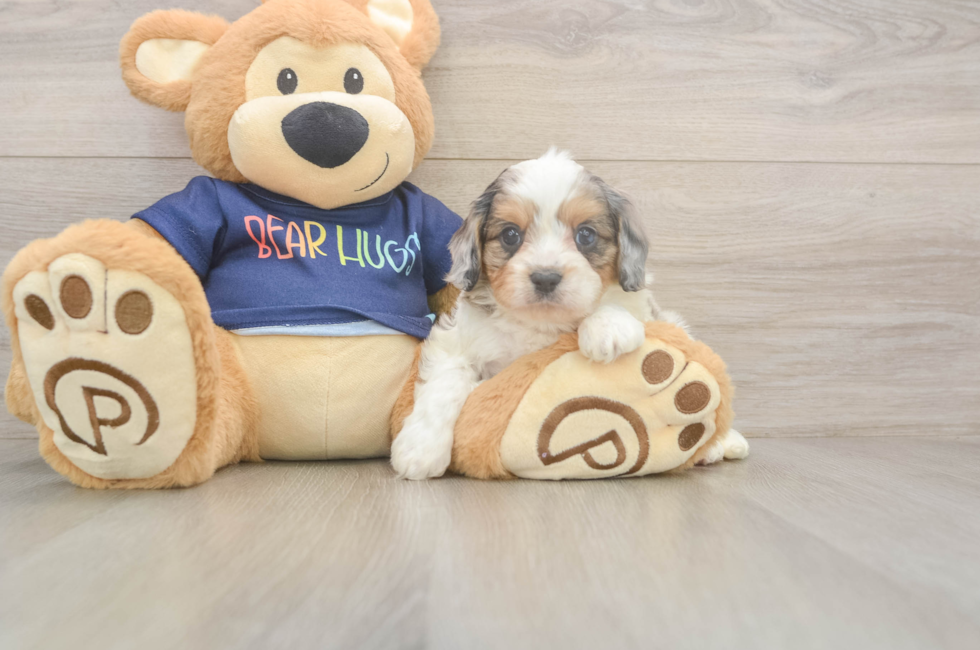 7 week old Cavapoo Puppy For Sale - Fairfield Furbabies
