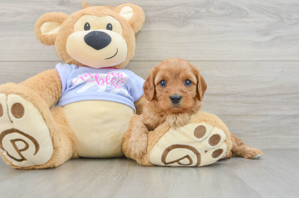 6 week old Cavapoo Puppy For Sale - Fairfield Furbabies