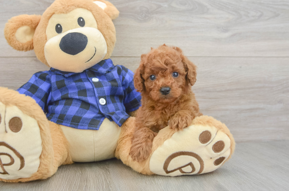 7 week old Cavapoo Puppy For Sale - Fairfield Furbabies
