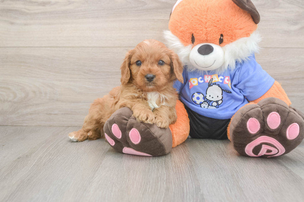 5 week old Cavapoo Puppy For Sale - Fairfield Furbabies