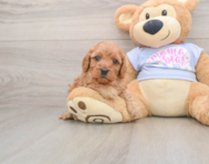 8 week old Cavapoo Puppy For Sale - Fairfield Furbabies