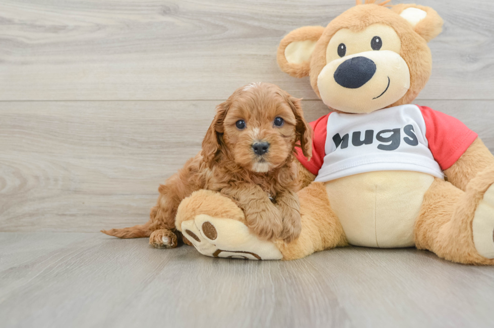 7 week old Cavapoo Puppy For Sale - Fairfield Furbabies