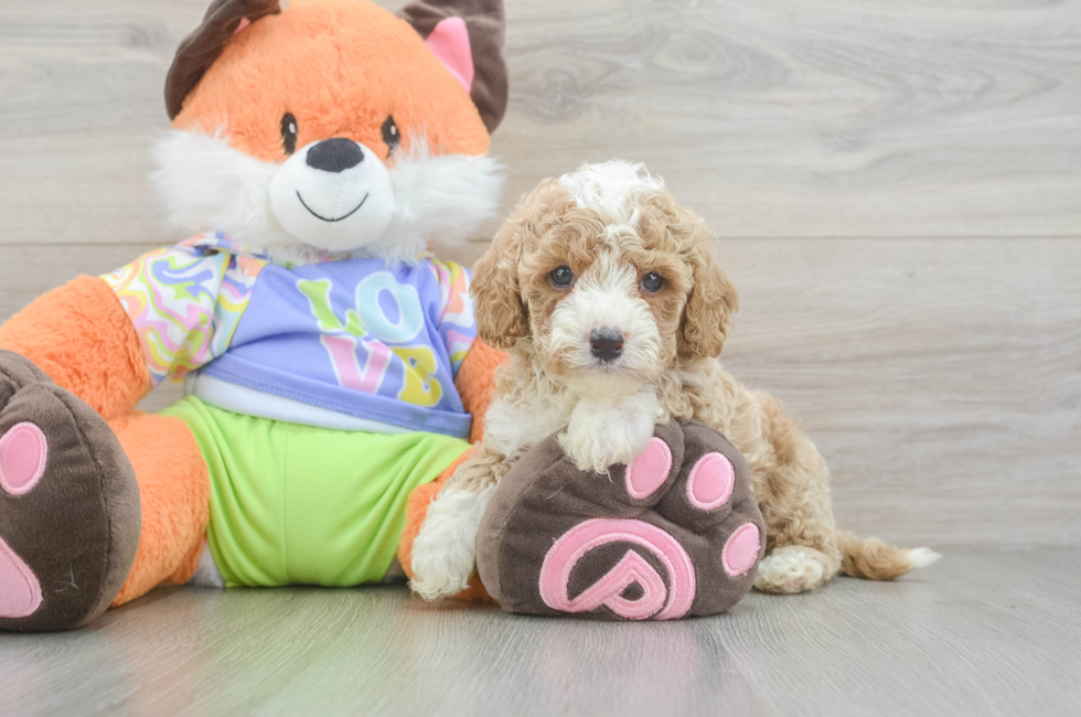6 week old Cavapoo Puppy For Sale - Fairfield Furbabies