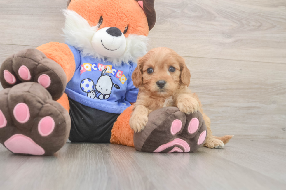 5 week old Cavapoo Puppy For Sale - Fairfield Furbabies