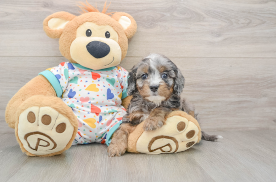 Energetic Cavoodle Poodle Mix Puppy