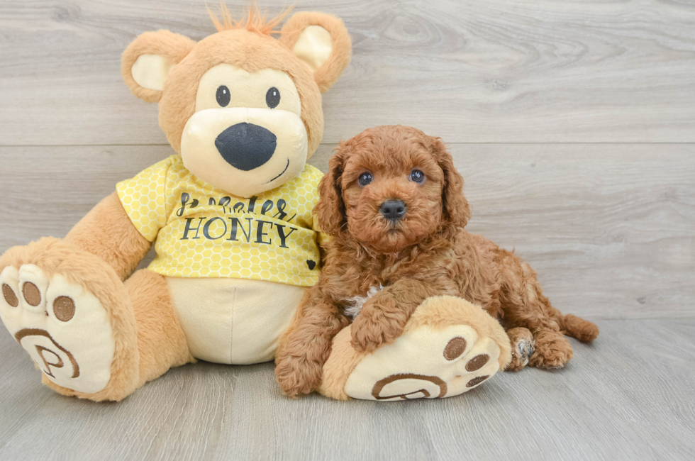 8 week old Cavapoo Puppy For Sale - Fairfield Furbabies