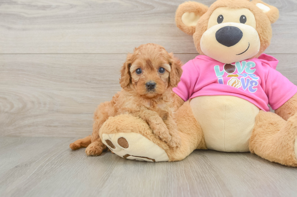 5 week old Cavapoo Puppy For Sale - Fairfield Furbabies