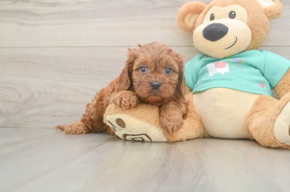 6 week old Cavapoo Puppy For Sale - Fairfield Furbabies