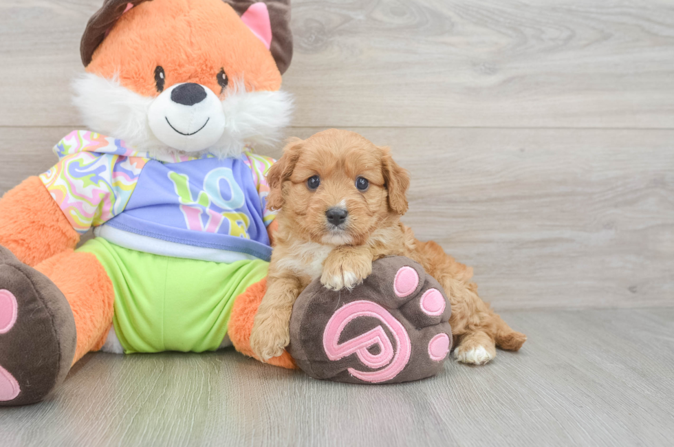 6 week old Cavapoo Puppy For Sale - Fairfield Furbabies