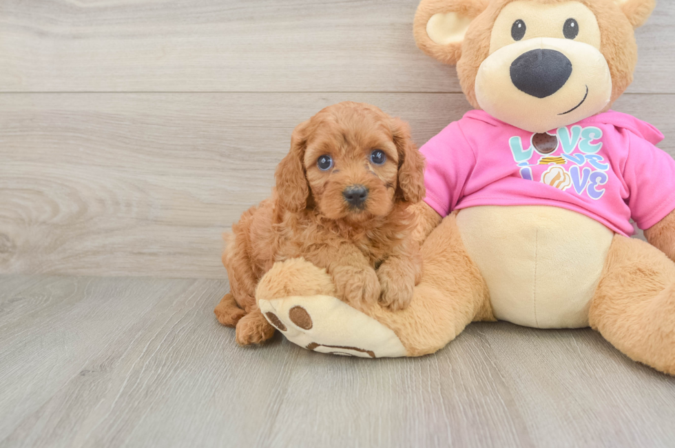 5 week old Cavapoo Puppy For Sale - Fairfield Furbabies