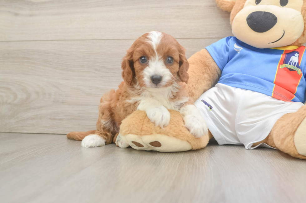 6 week old Cavapoo Puppy For Sale - Fairfield Furbabies