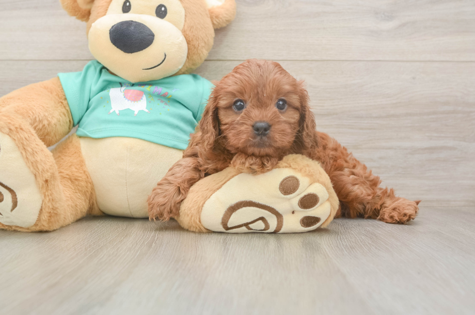 6 week old Cavapoo Puppy For Sale - Fairfield Furbabies