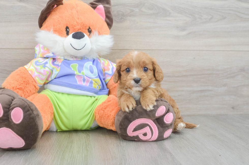 6 week old Cavapoo Puppy For Sale - Fairfield Furbabies