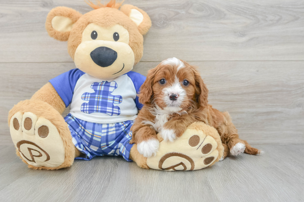 6 week old Cavapoo Puppy For Sale - Fairfield Furbabies