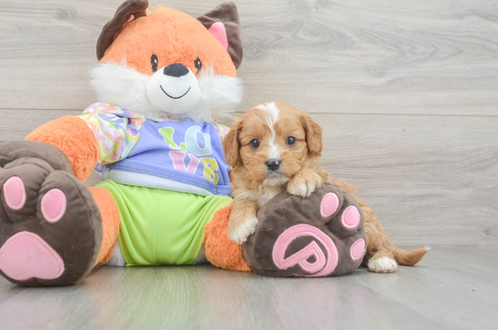 6 week old Cavapoo Puppy For Sale - Fairfield Furbabies