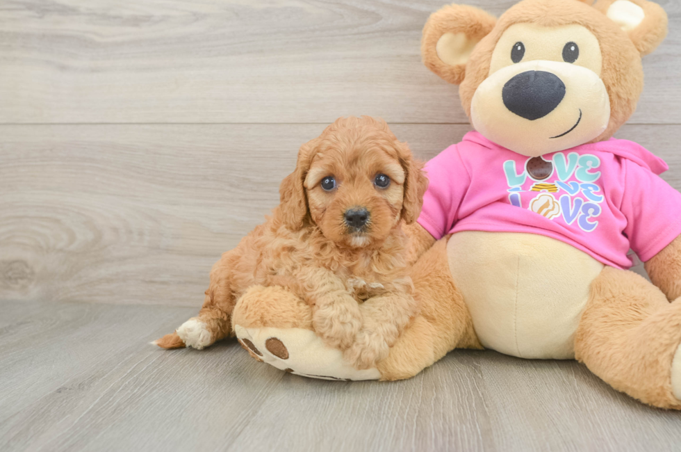 5 week old Cavapoo Puppy For Sale - Fairfield Furbabies