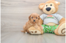 Happy Cavapoo Baby