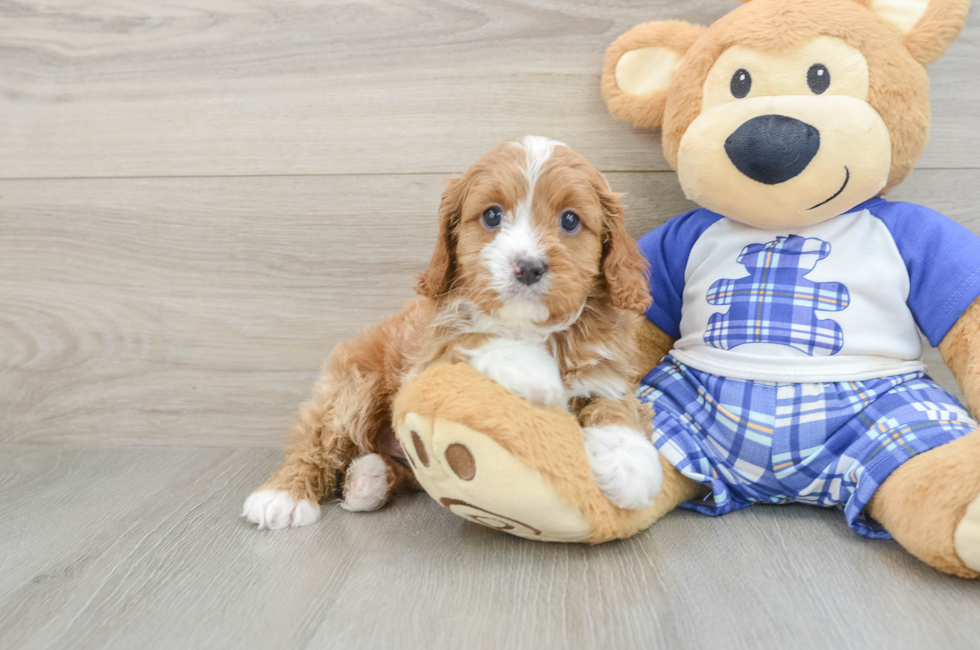 6 week old Cavapoo Puppy For Sale - Fairfield Furbabies