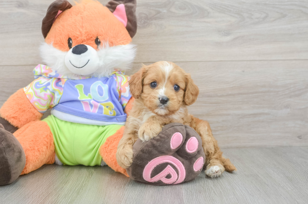 6 week old Cavapoo Puppy For Sale - Fairfield Furbabies