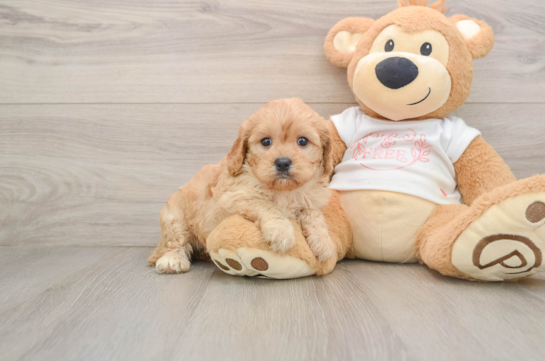 OPRAH, a Cavapoo littermate