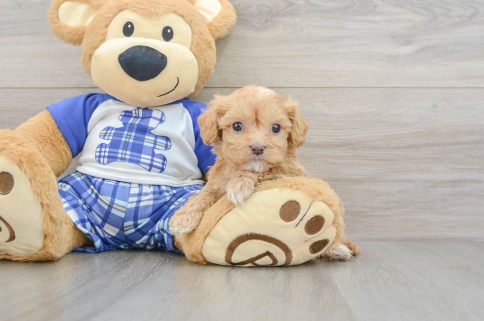 6 week old Cavapoo Puppy For Sale - Fairfield Furbabies