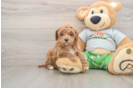 Smart Cavapoo Poodle Mix Pup