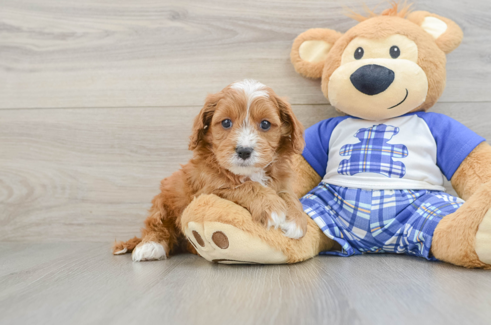 6 week old Cavapoo Puppy For Sale - Fairfield Furbabies