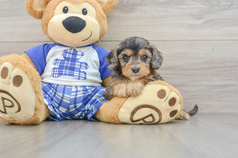 6 week old Cavapoo Puppy For Sale - Fairfield Furbabies