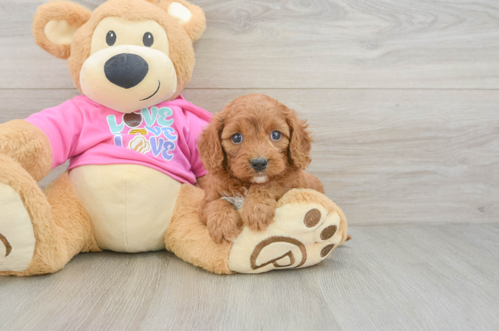 5 week old Cavapoo Puppy For Sale - Fairfield Furbabies