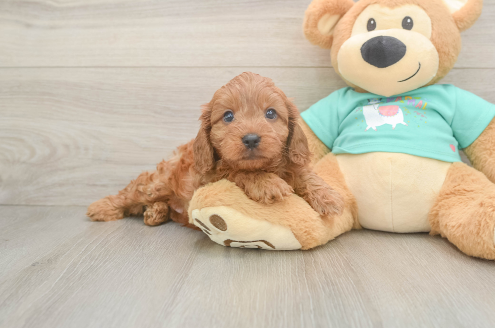 6 week old Cavapoo Puppy For Sale - Fairfield Furbabies