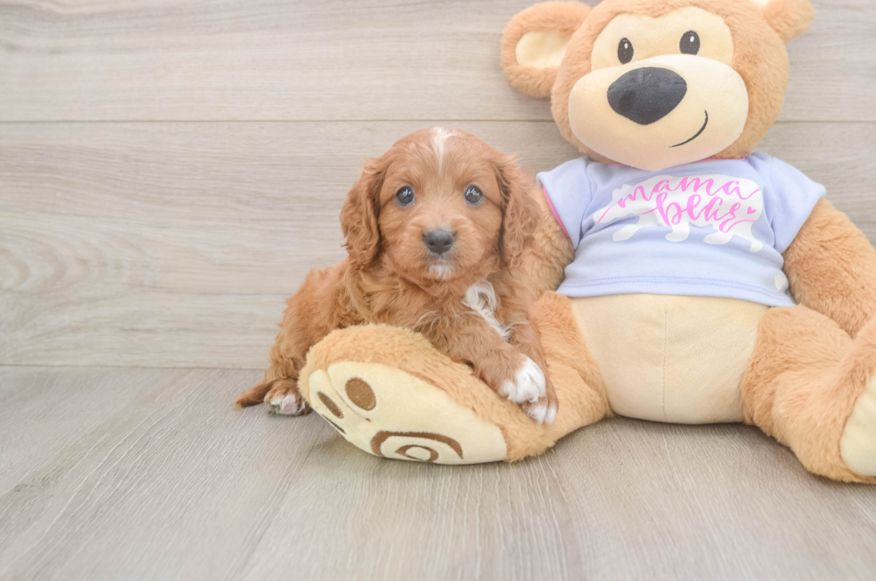 6 week old Cavapoo Puppy For Sale - Fairfield Furbabies