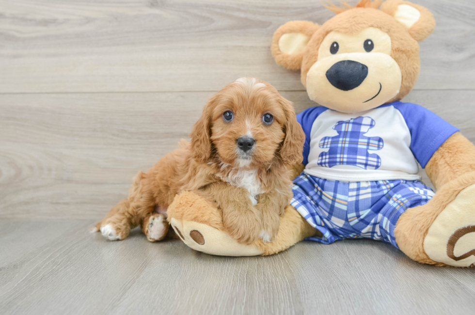 6 week old Cavapoo Puppy For Sale - Fairfield Furbabies