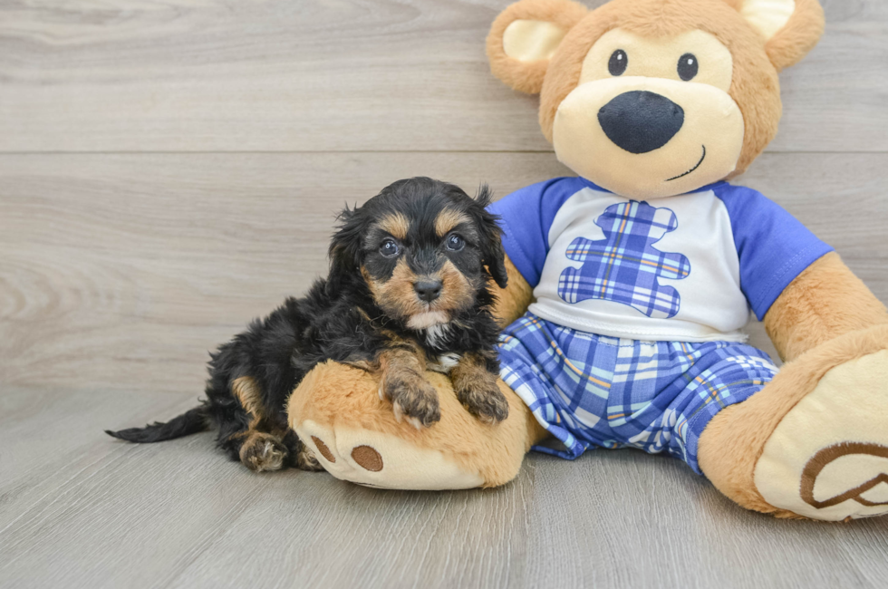 6 week old Cavapoo Puppy For Sale - Fairfield Furbabies
