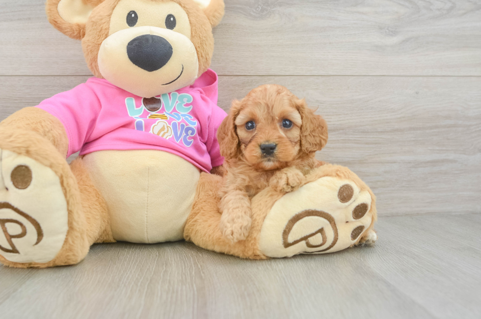 5 week old Cavapoo Puppy For Sale - Fairfield Furbabies