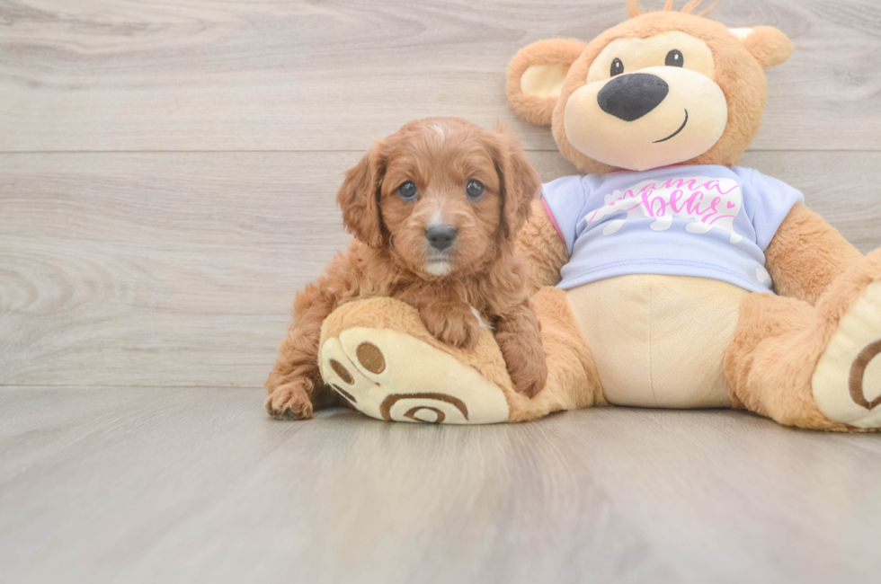 6 week old Cavapoo Puppy For Sale - Fairfield Furbabies