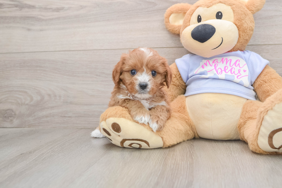 Happy Cavapoo Baby