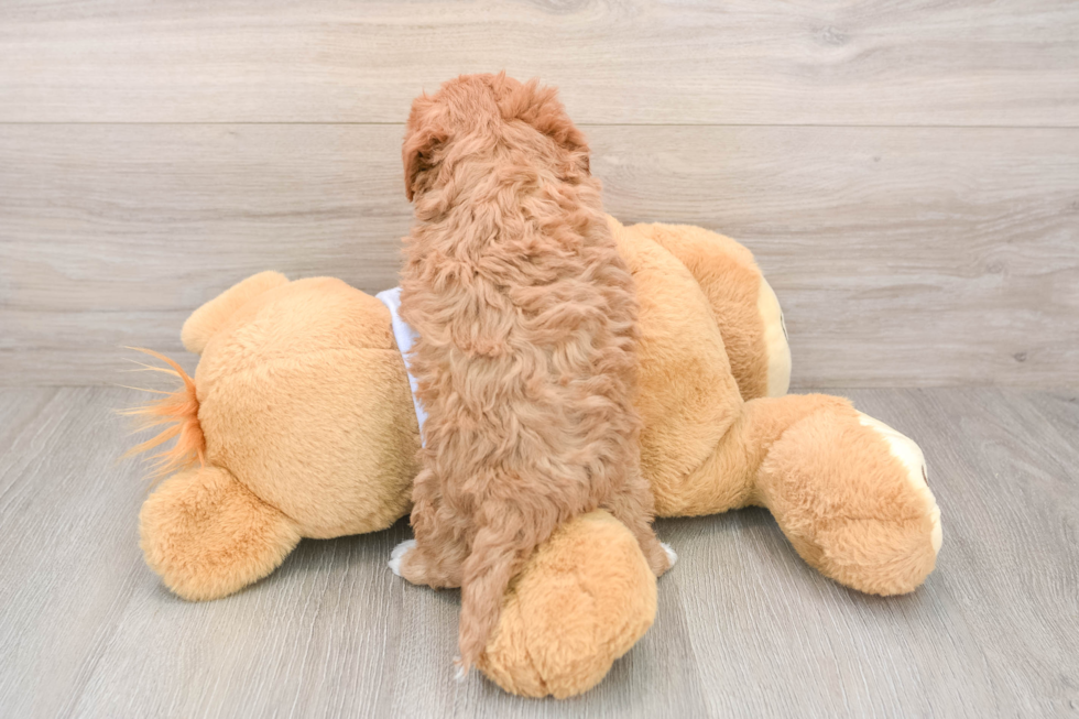 Energetic Cavoodle Poodle Mix Puppy